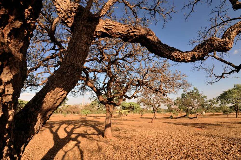 Agricultoras de comunidades tradicionais se unem em defesa do Cerrado