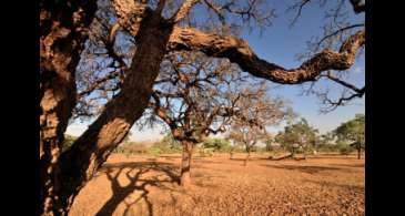 Agricultoras de comunidades tradicionais se unem em defesa do Cerrado