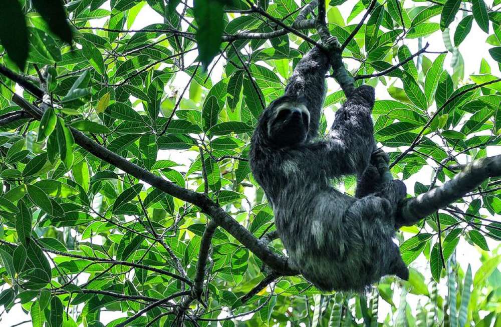 Mata Atlântica tem maior número de espécies ameaçadas, diz pesquisa