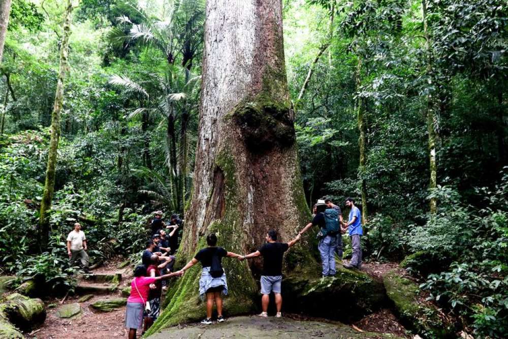 Pesquisa revela que desmatamento ameaça Mata Atlântica