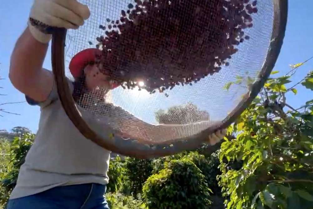 Conab projeta cenário positivo na produção brasileira de café este ano