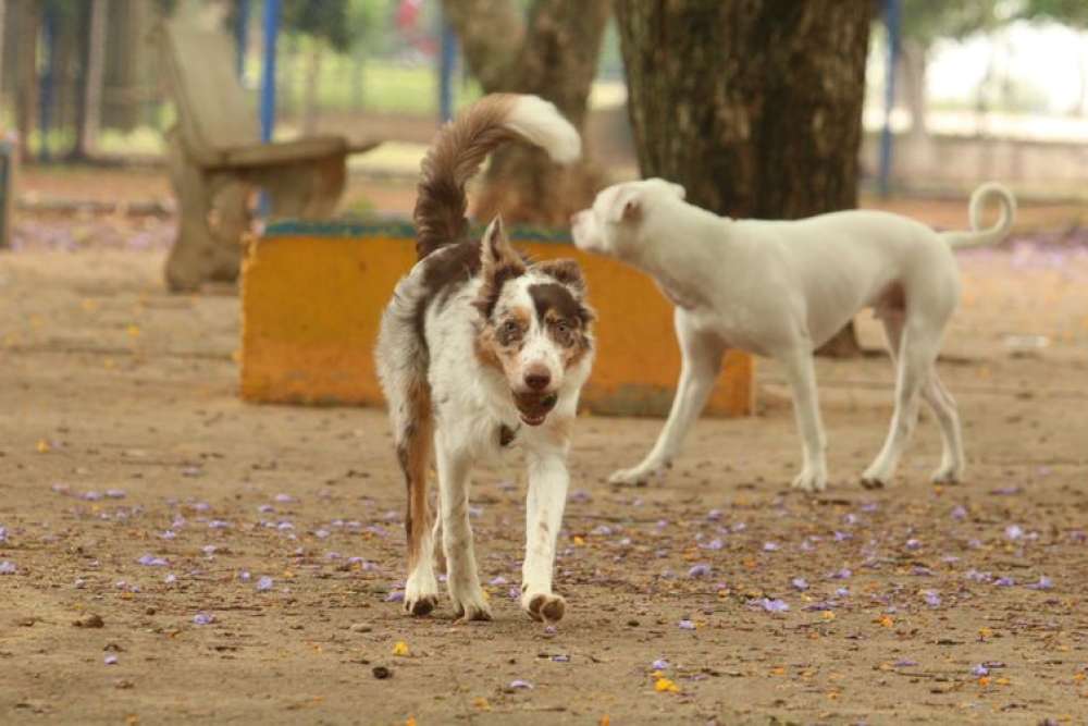 Governo suspende oito lotes de vacina animal contra Leishmaniose