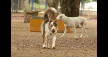 Governo suspende oito lotes de vacina animal contra Leishmaniose