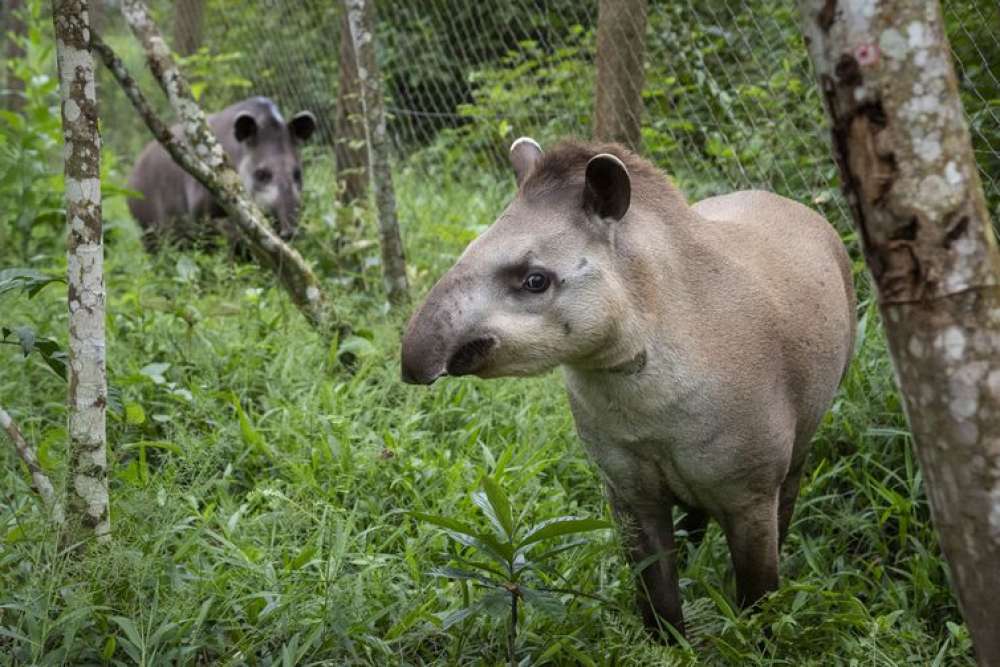 Projeto Guapiaçu solta na Mata Atlântica novo casal de antas