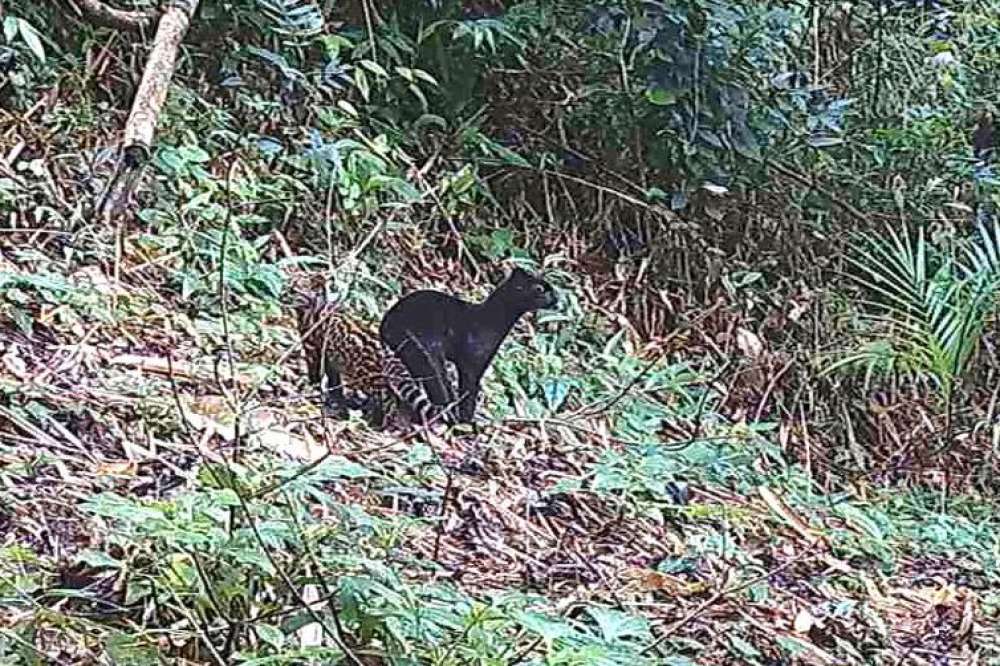 Felino selvagem raro é visto em reserva da Mata Atlântica