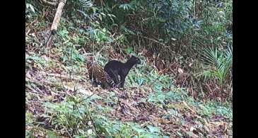 Felino selvagem raro é visto em reserva da Mata Atlântica