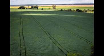 Berço das águas, Cerrado recebe 600 mi de litros de agrotóxico por ano