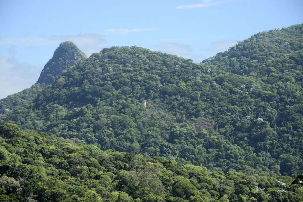 Iniciativa despeja quatro toneladas de sementes na Mata Atlântica