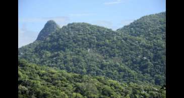 Iniciativa despeja quatro toneladas de sementes na Mata Atlântica