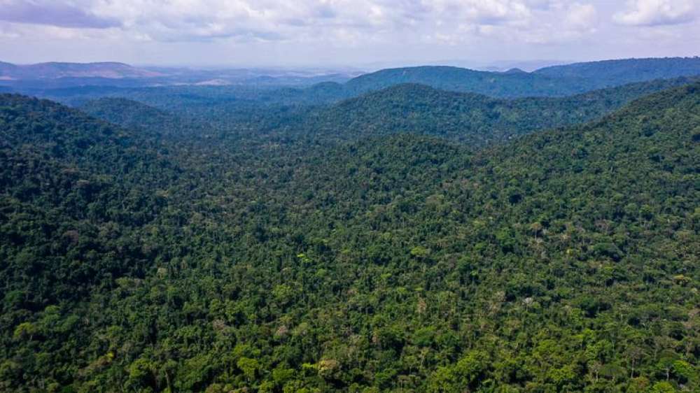 Desmatamento na Amazônia cai 31% de janeiro a maio