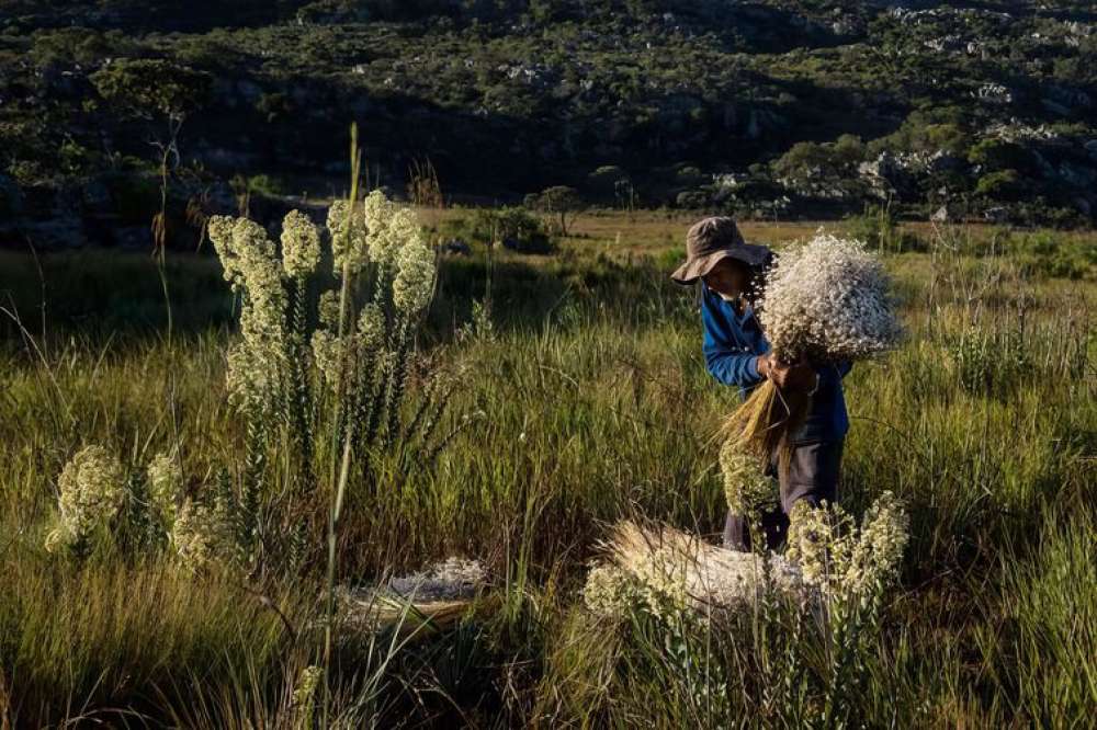 Sempre-vivas: Minas reconhece agricultura tradicional como patrimônio