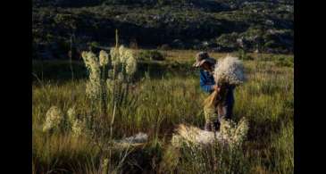 Sempre-vivas: Minas reconhece agricultura tradicional como patrimônio