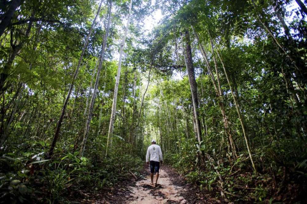 Cadeias produtivas da bioeconomia carecem assistência técnica