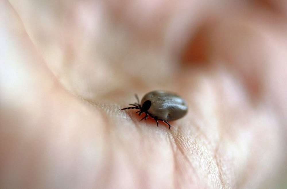 SP confirma dois novos casos de febre maculosa no estado