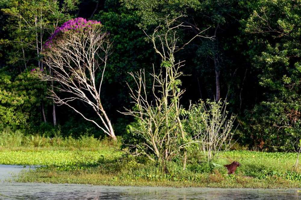 Brasil estoca no solo o equivalente a 70 anos de emissões de CO2