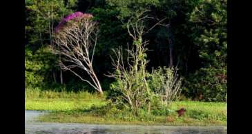 Brasil estoca no solo o equivalente a 70 anos de emissões de CO2