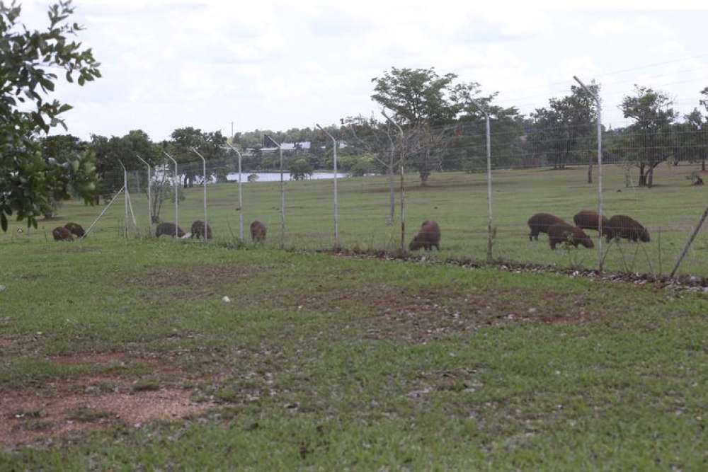 Campinas inicia inventário de capivaras nos parques da cidade