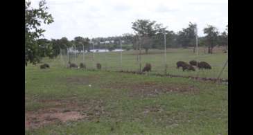 Campinas inicia inventário de capivaras nos parques da cidade