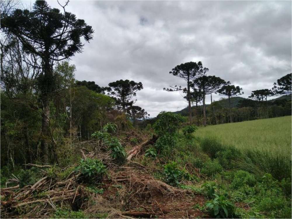 Ações ambientais ajudam na recuperação de 254 hectares de florestas