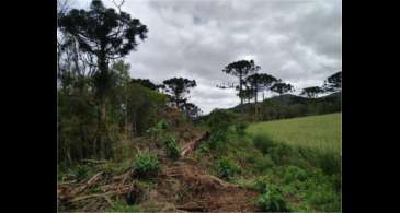 Ações ambientais ajudam na recuperação de 254 hectares de florestas