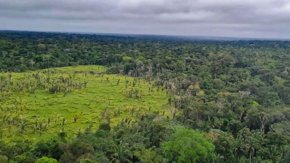 Perda de florestas tropicais primárias aumentou 15% no Brasil em 2022