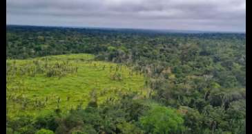 Perda de florestas tropicais primárias aumentou 15% no Brasil em 2022