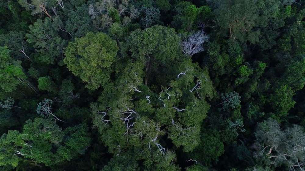 Brasil tem importante papel na redução das mudanças climáticas