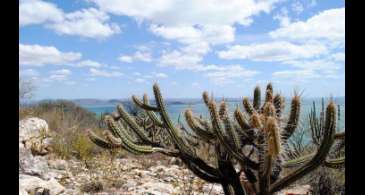 Mudanças climáticas podem gerar perda de espécies na Caatinga