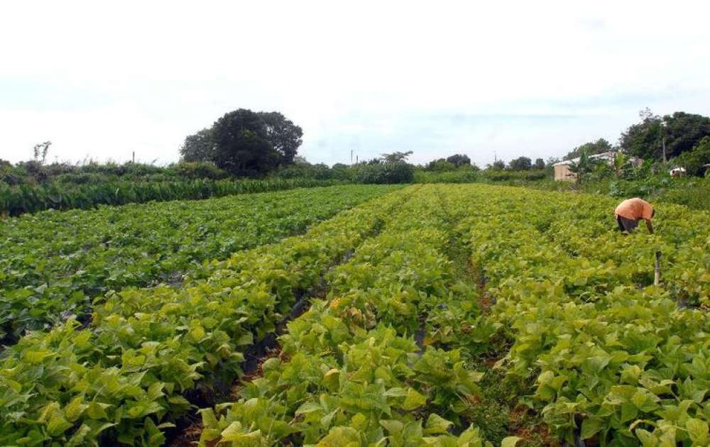 Ministérios assinam acordo para impulsionar agricultura familiar