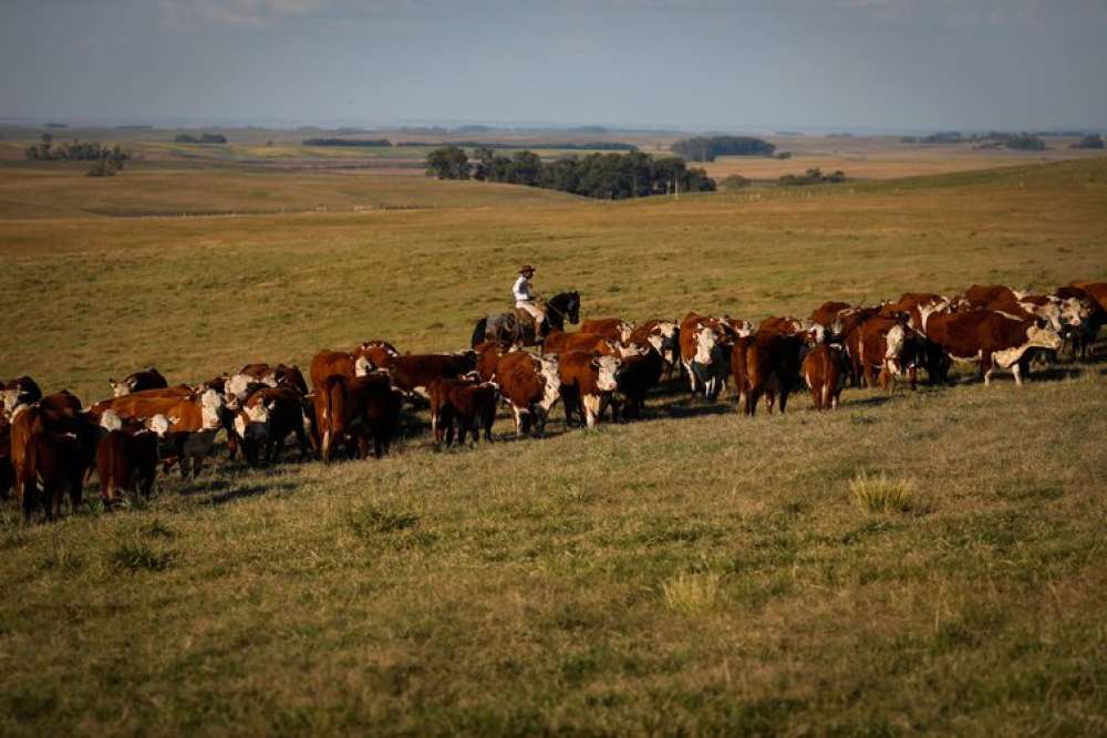 Vacinação contra febre aftosa é prorrogada até 17 de dezembro