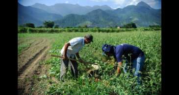 Agricultura familiar é 8ª maior produtora de alimentos do mundo