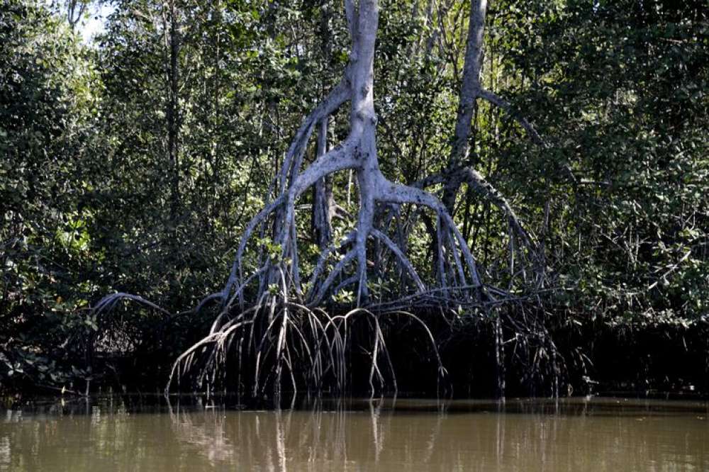 Estudos apontam que manguezais evitam que atmosfera absorva carbono