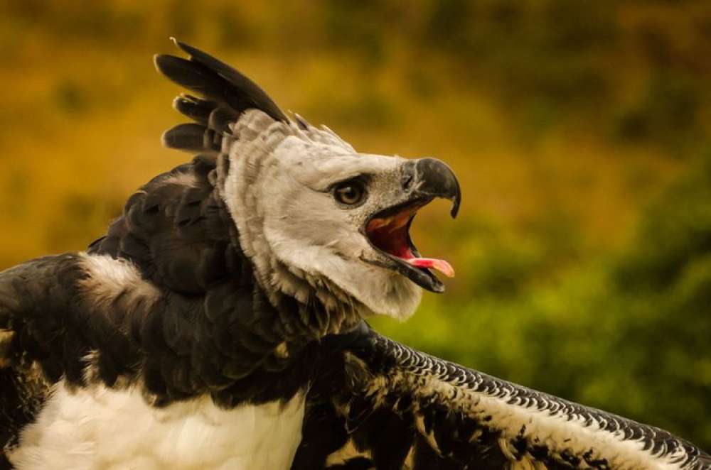 Plataforma faz alerta sobre espécies em risco de extinção em todo país