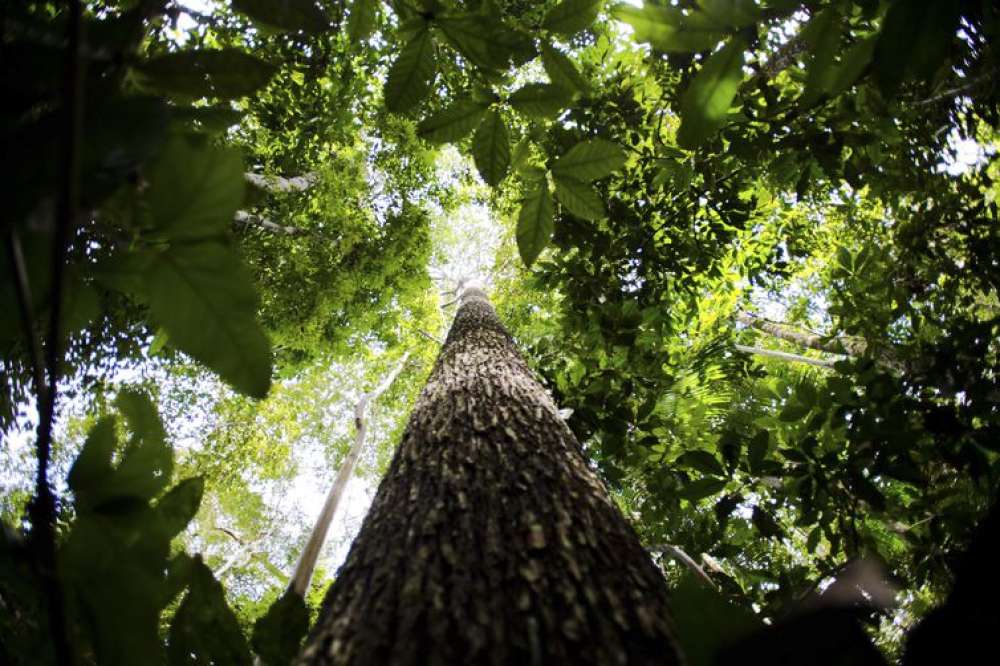 Ecóloga paraense defende fortalecimento de comunidades da Amazônia