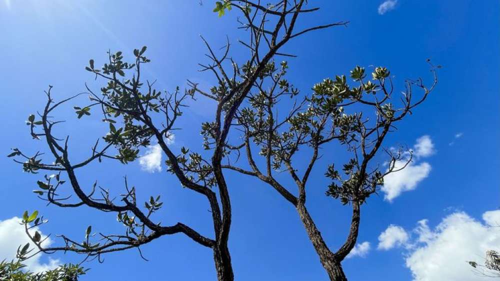 Alertas de desmatamento batem recorde no Cerrado