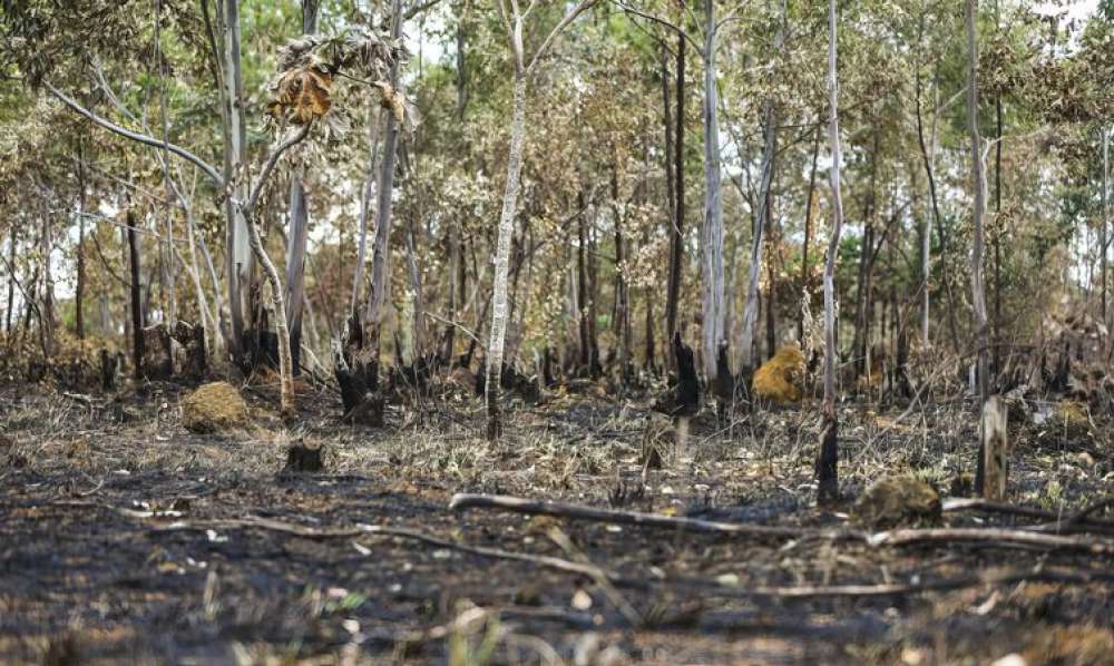 Combate ao desmatamento no Cerrado exige plano específico, alerta WWF