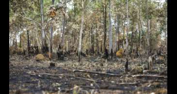 Combate ao desmatamento no Cerrado exige plano específico, alerta WWF