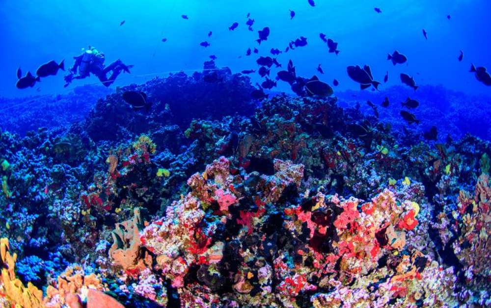 Colinas coralinas na costa capixaba abrigam grande biodiversidade