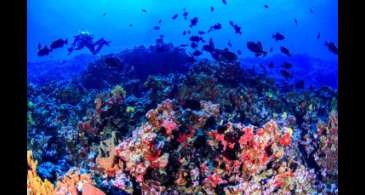 Colinas coralinas na costa capixaba abrigam grande biodiversidade