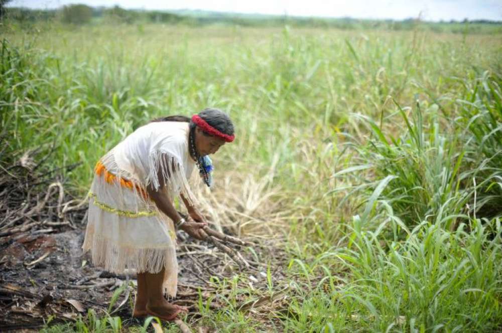 Plantas bem cuidadas alimentam melhor e ajudam o clima, diz movimento