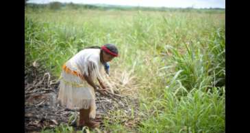 Plantas bem cuidadas alimentam melhor e ajudam o clima, diz movimento