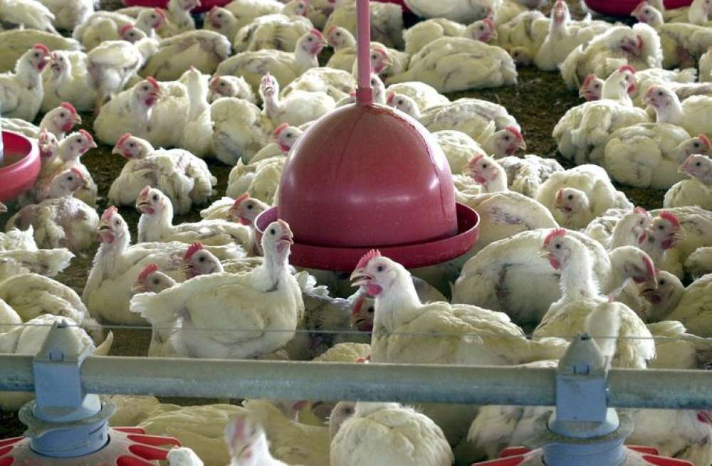 Japão retira suspensão de compra de carne de aves do Espírito Santo