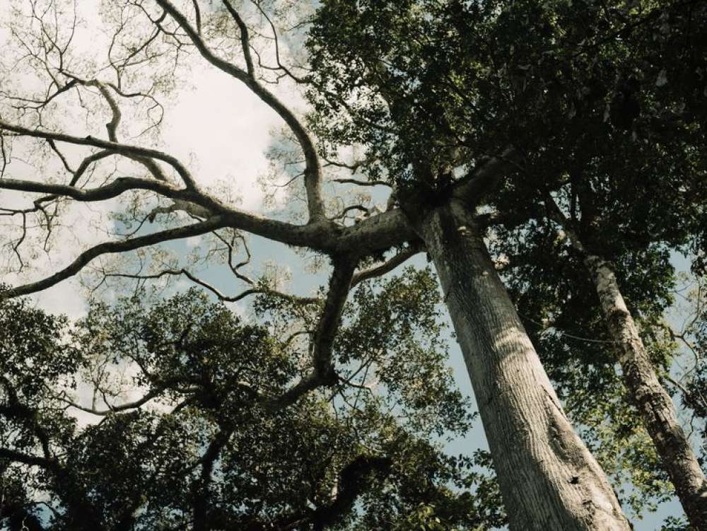 No Acre, indígenas lideram ações de reflorestamento da Amazônia