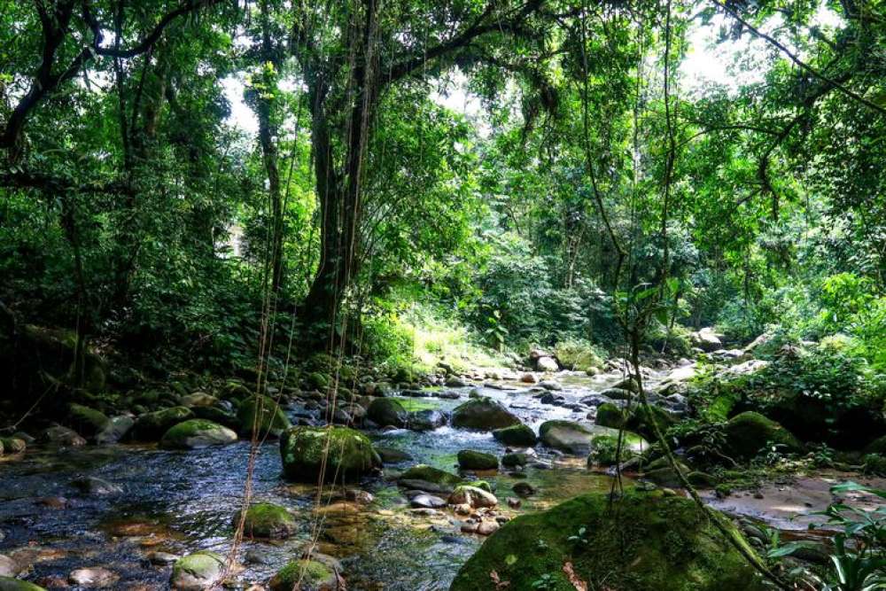 SOS Mata Atlântica mapeia 1,5 mil unidades de conservação municipais