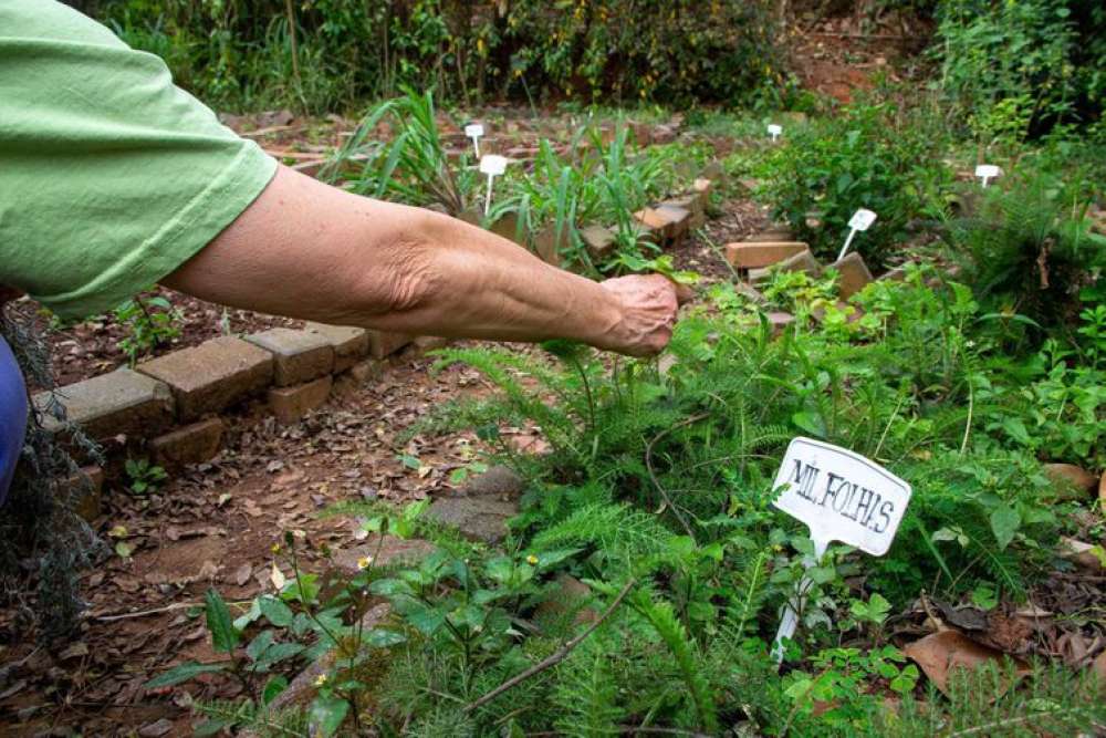 Fiocruz propõe revisão da política de plantas medicinais