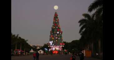 Parque Villa-Lobos, em SP, exibe Árvore de Natal com 52 m de altura