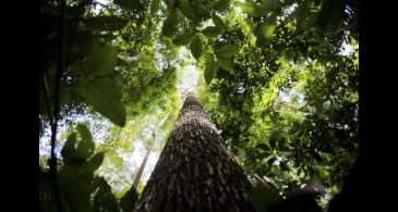 Final de competição sobre mapeamento de biodiversidade será no Brasil