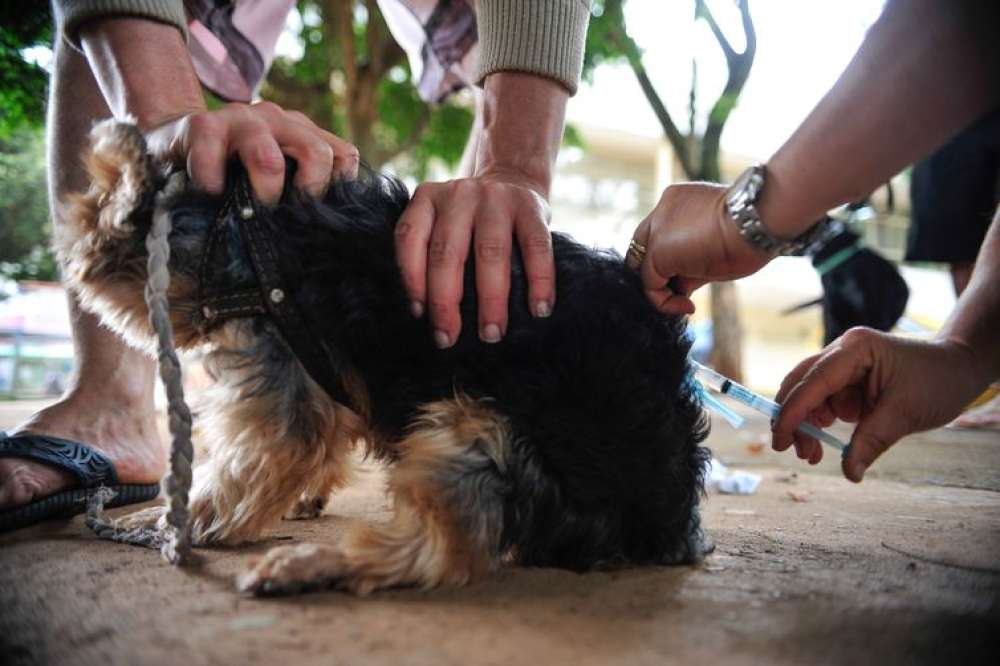 Após 40 anos, capital paulista registra primeiro caso de raiva canina