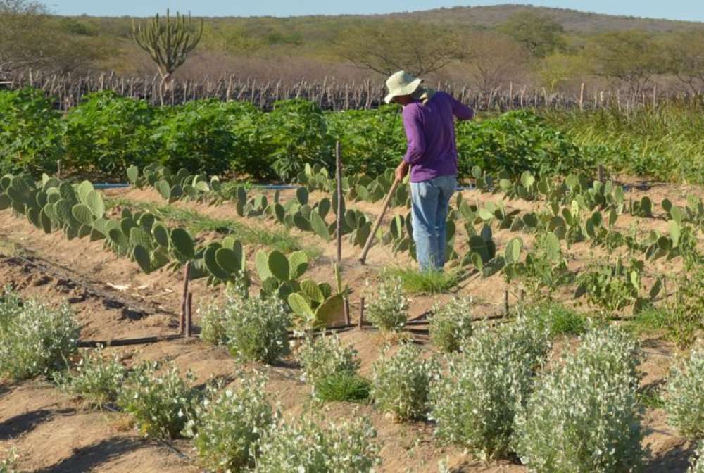 Inadimplência atinge 28% dos produtores rurais no país