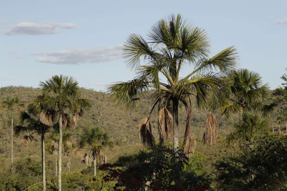 Exemplo de preservação, Quilombo Kalunga mantém 83% do Cerrado nativo